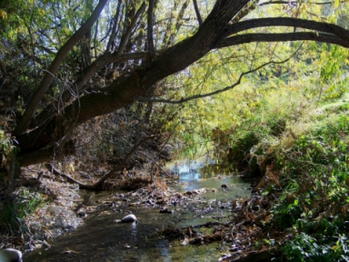 forest with stream