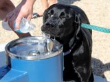 Dog drinking water