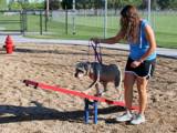 Owner and dog on see-saw