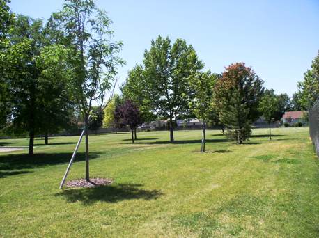 trees at 8th Street Park