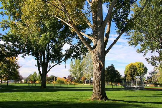 Fuller Park Mature Trees