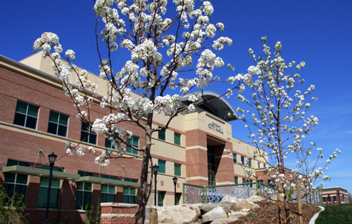 flowering trees in front of City Hall